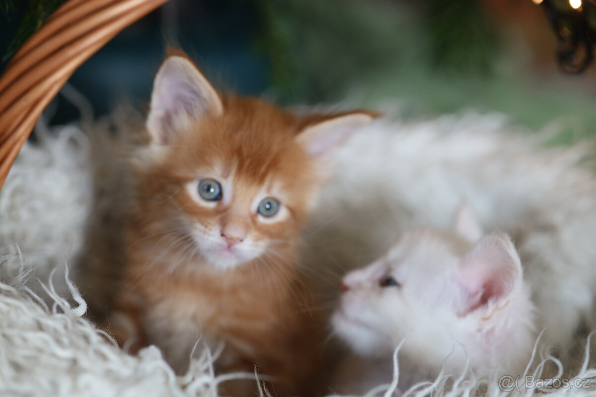 Mainská mývalí s PP - 12