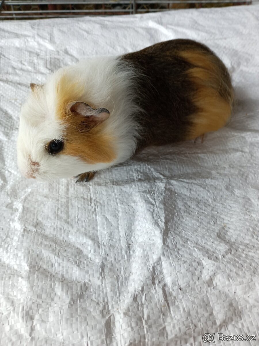 Morčata - samečci - 12