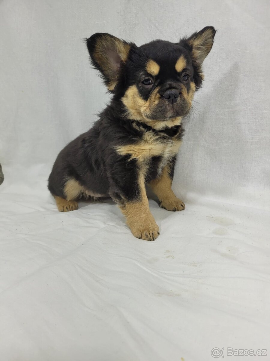 Francouzský buldoček - 12