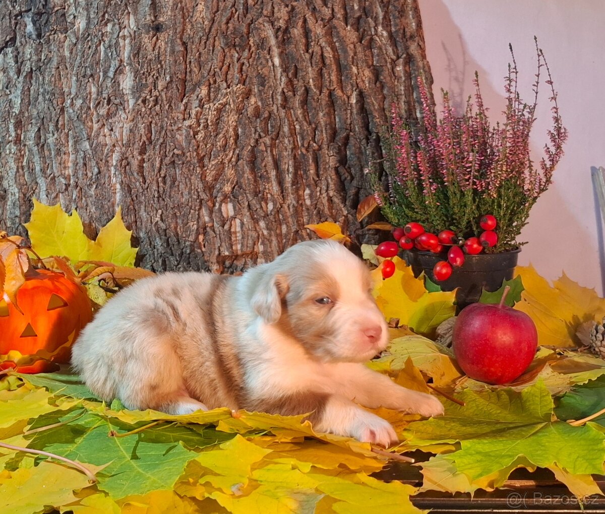 Australský ovčák s PP - 12