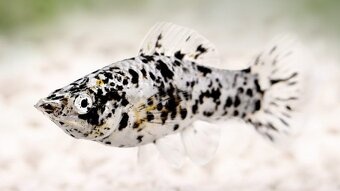 Paví očka,endlerky,krevetky,rostliny - 12