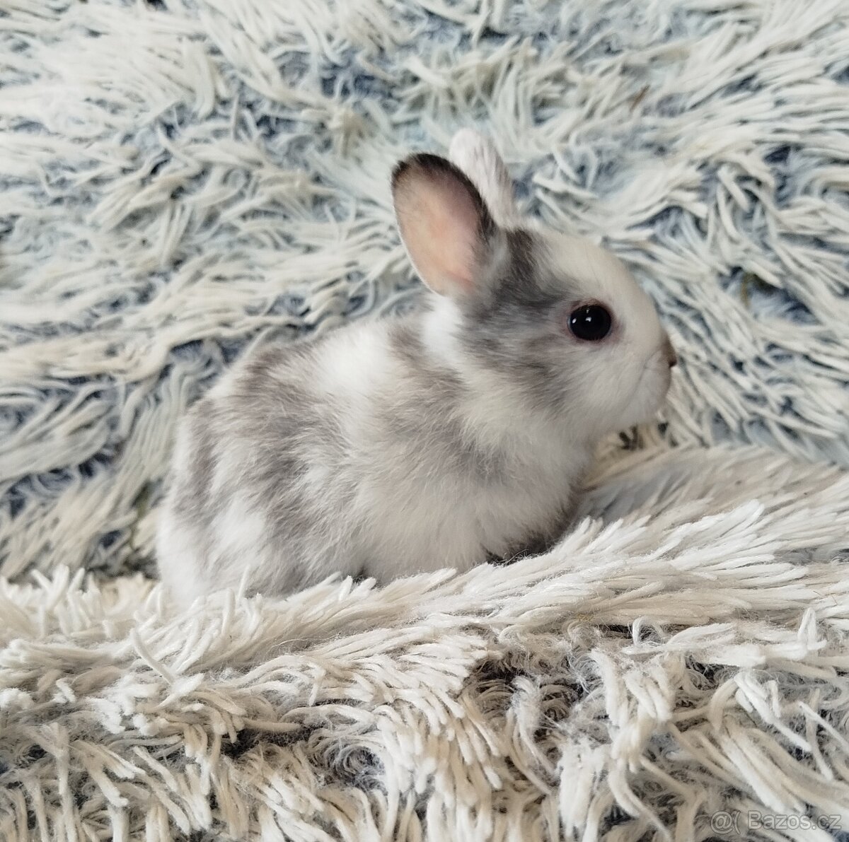 Zakrslý králík - 12