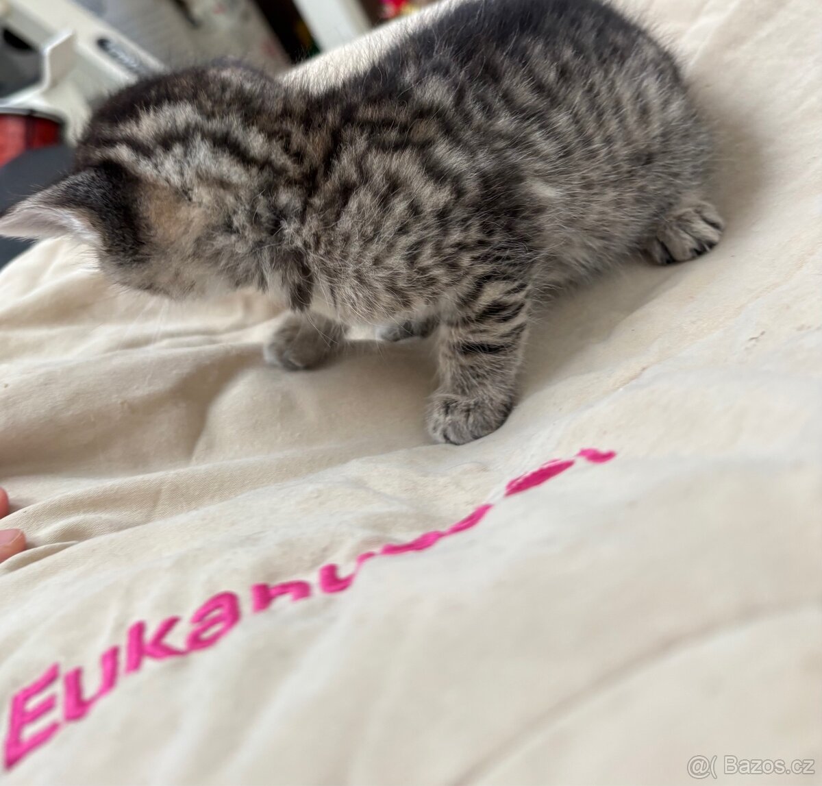 Bengálská/britská koťata - 12