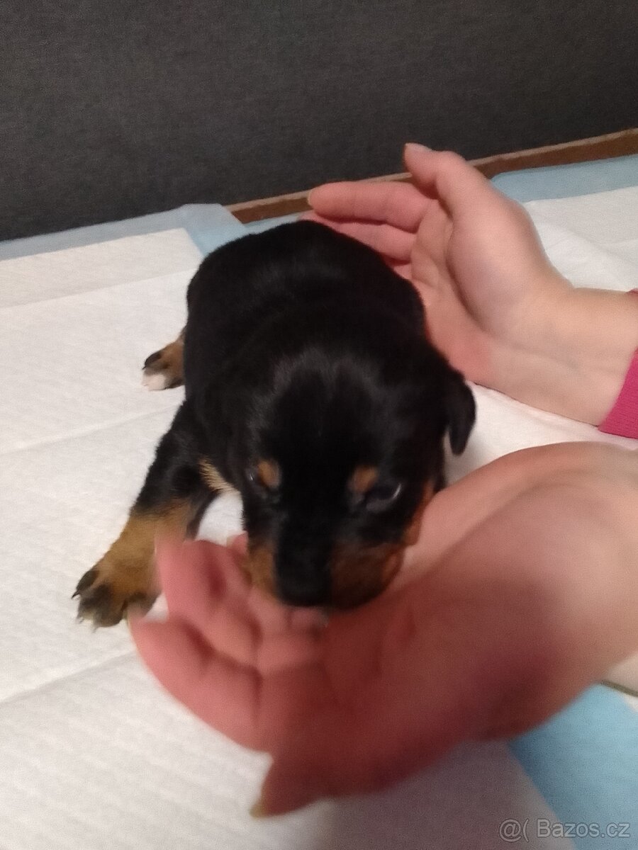 Štěňata - 12