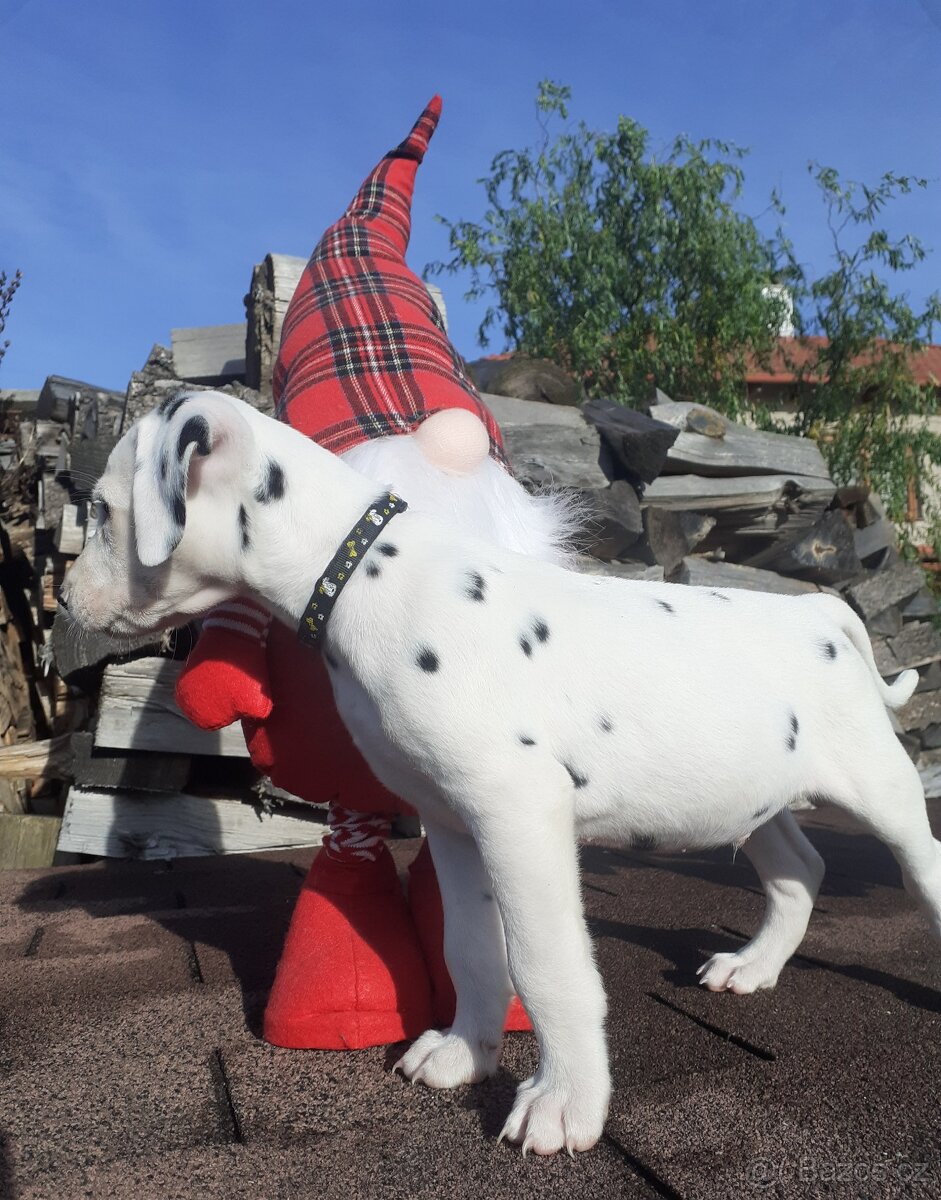 Dalmatin již k odběru - 12