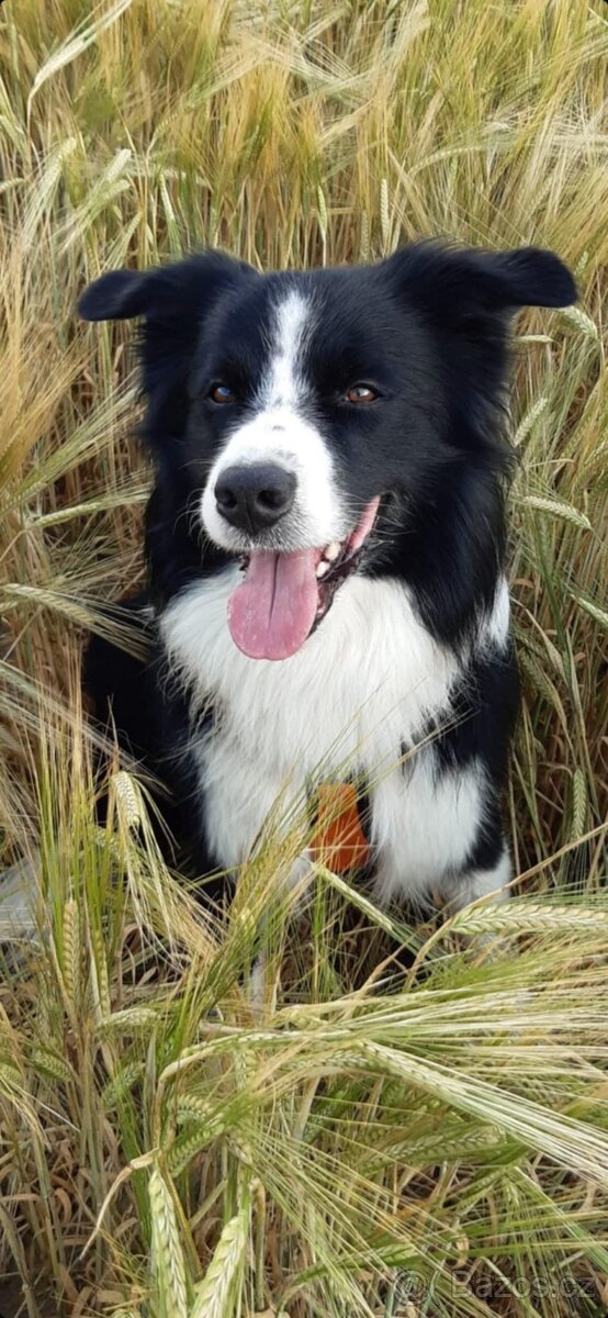 Štěňata border kolie s PP - již k odběru - 12