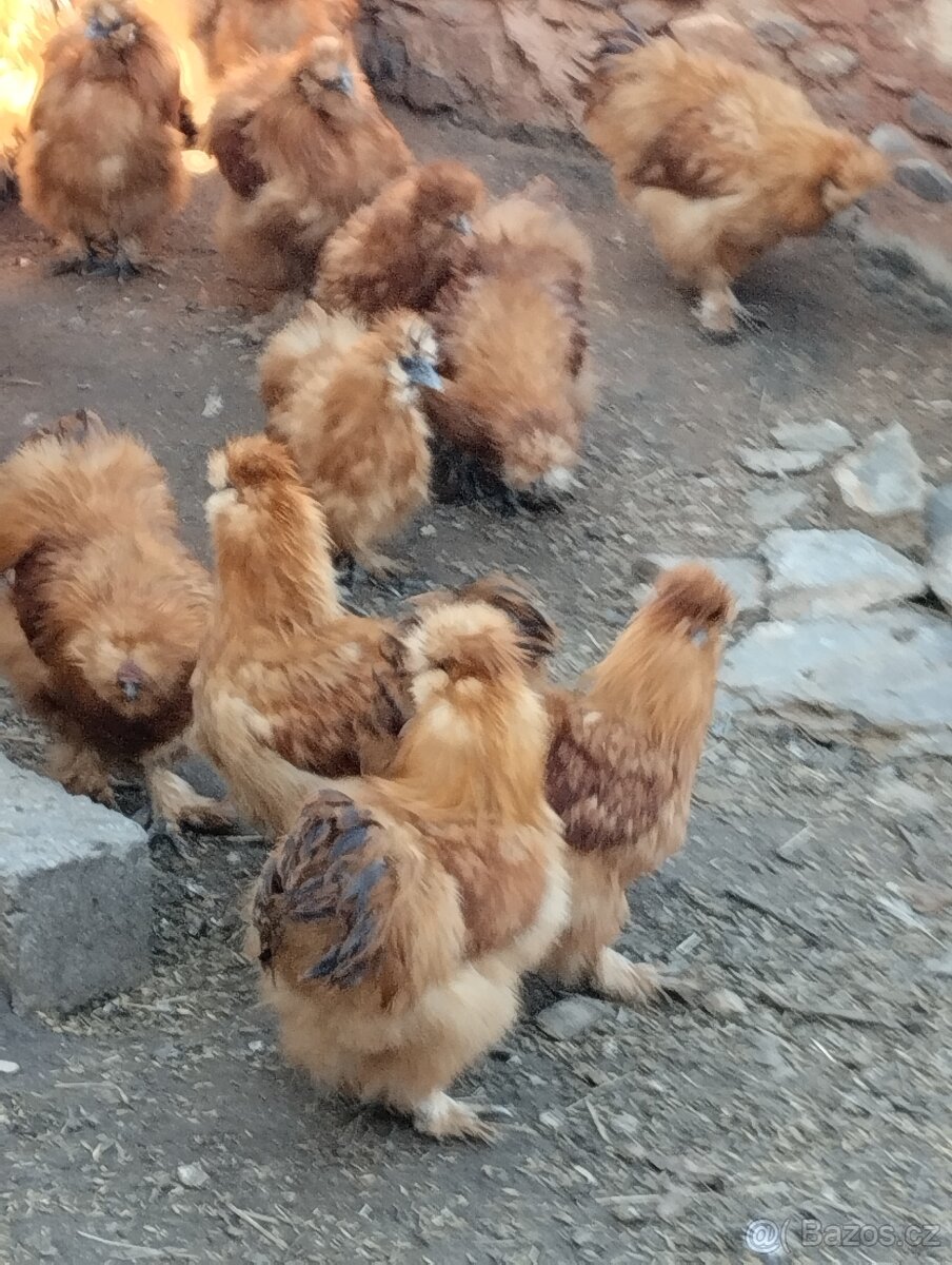 Kachny, kachny a kachny - 12