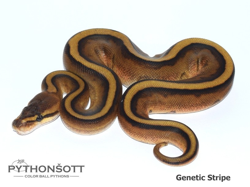 AKTUALIZOVANÁ NABÍDKA MLÁĎAT KRAJTY KRÁLOVSKÉ - 12