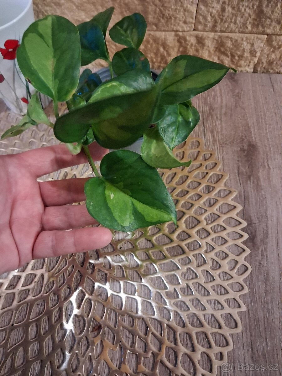 Pokojové rostliny 1 - 12