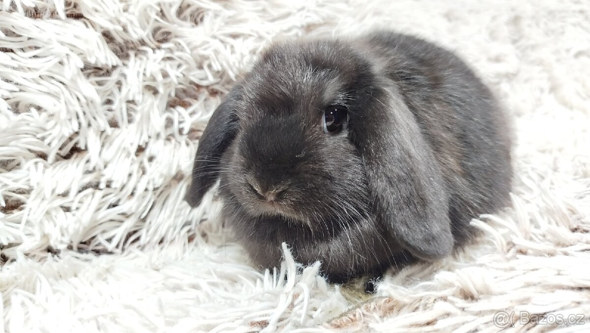 Zakrslý beránek, králíček, králík-BRUNO - 12