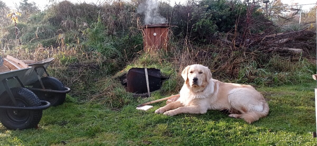 Krytí - zlatý retrívr - 12