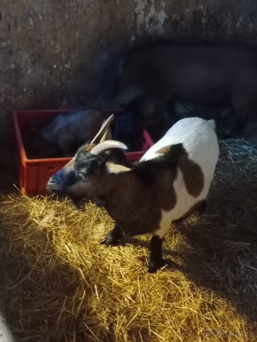 Kamerunská kůzlata - 12