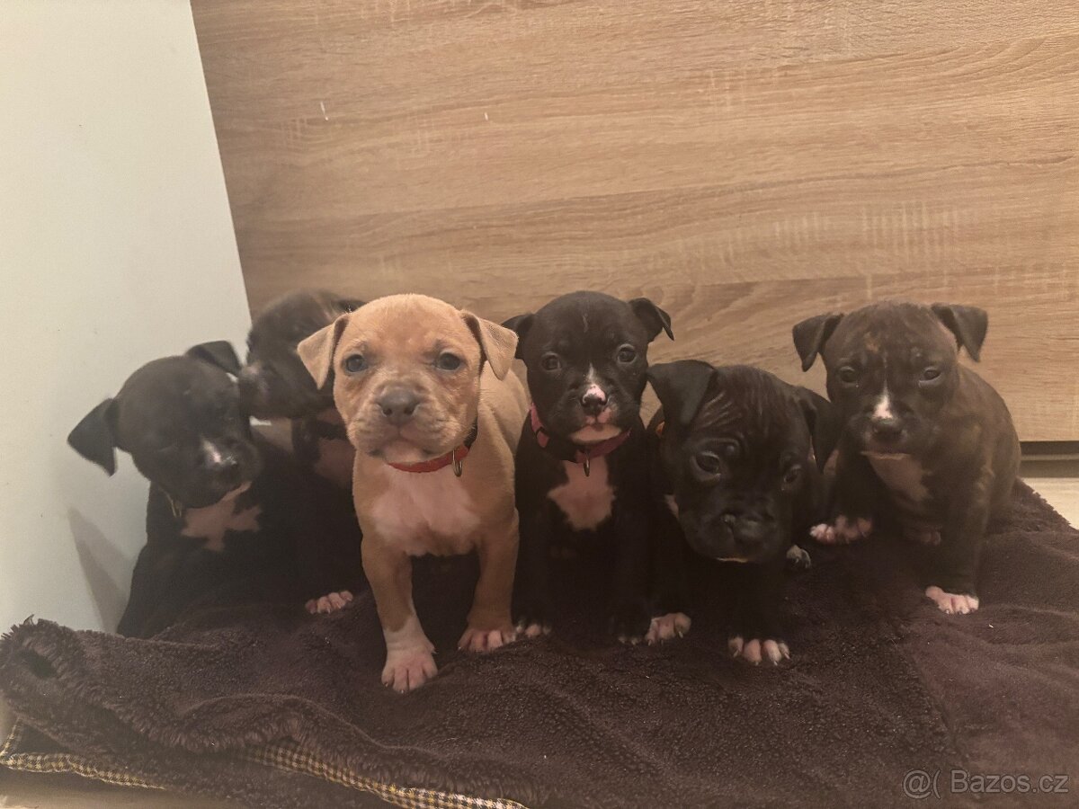 Americký stafordsirsky terier, Stafford, amstaf - 12