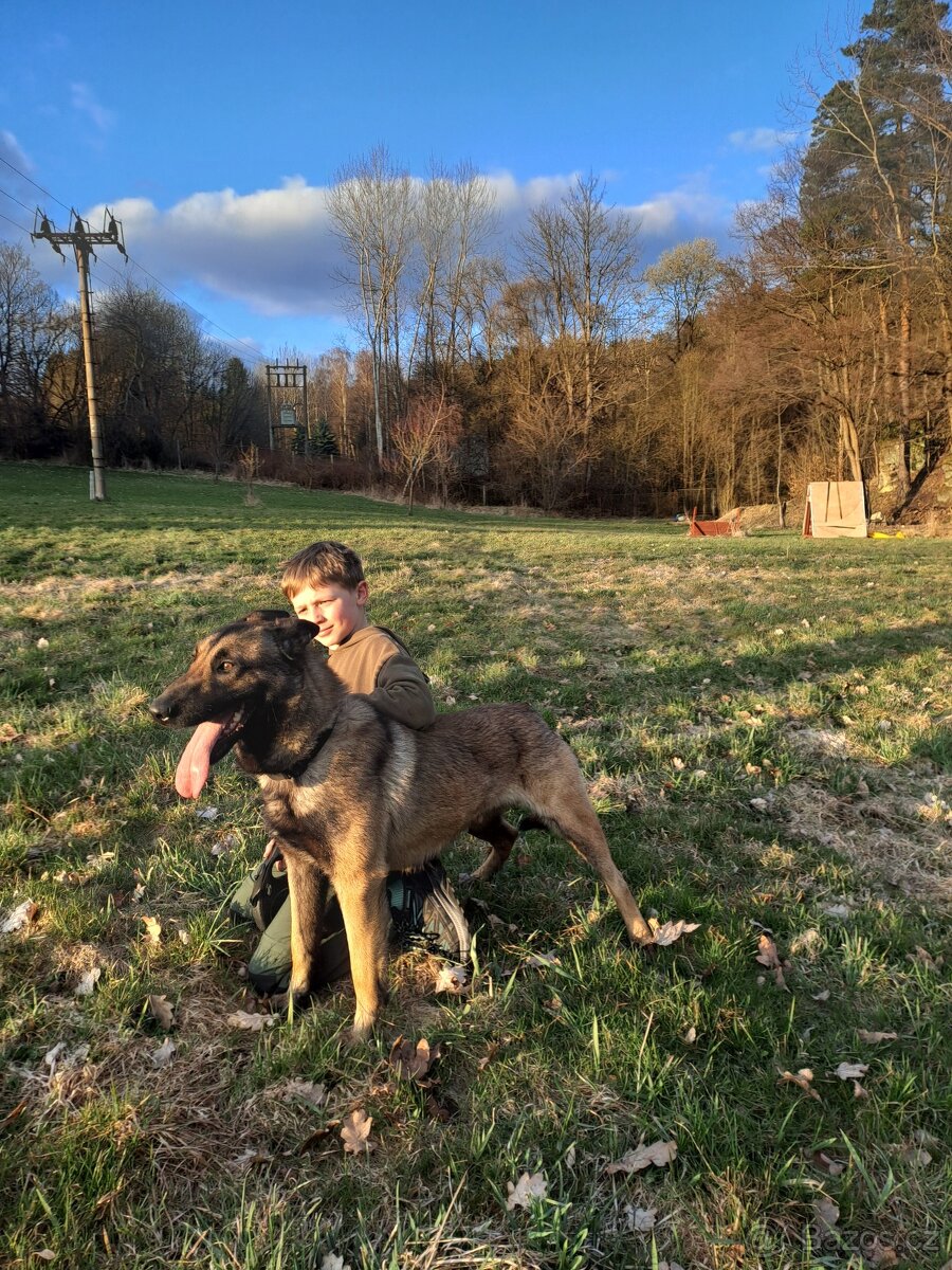 Belgický ovčák Malinois – hlídač, srdcem mazel - 12