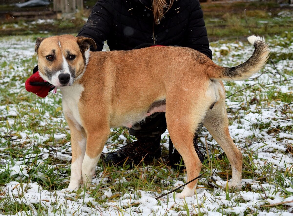 FLAVIA K ADOPCI - 2 ROKY, USMĚVAVÁ, KAMARÁDSKÁ - 12