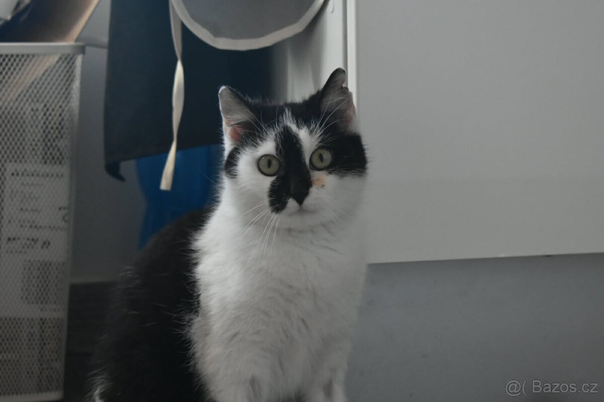 Kočička Gizy - 12