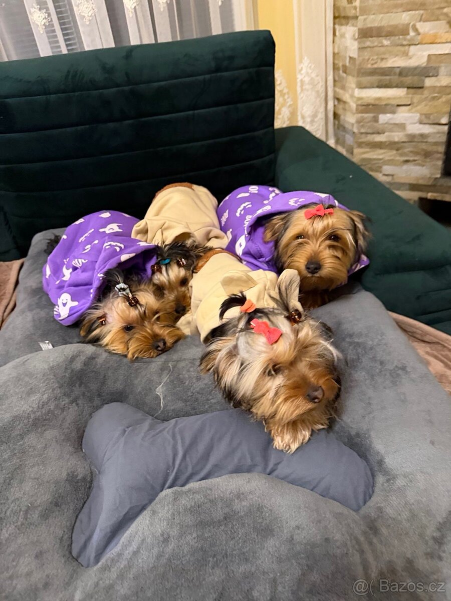 PRODÁM PEJSKY - 12