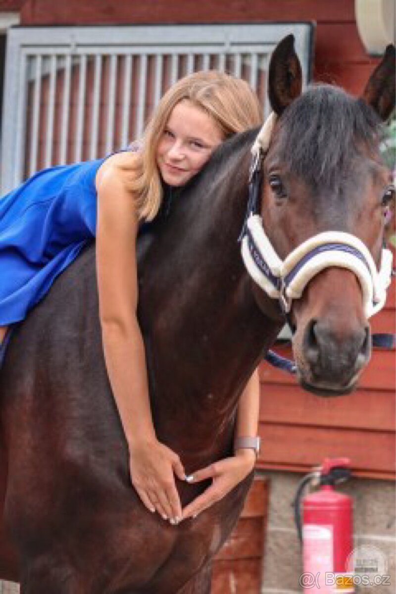 Prodej sportovního koně - 12
