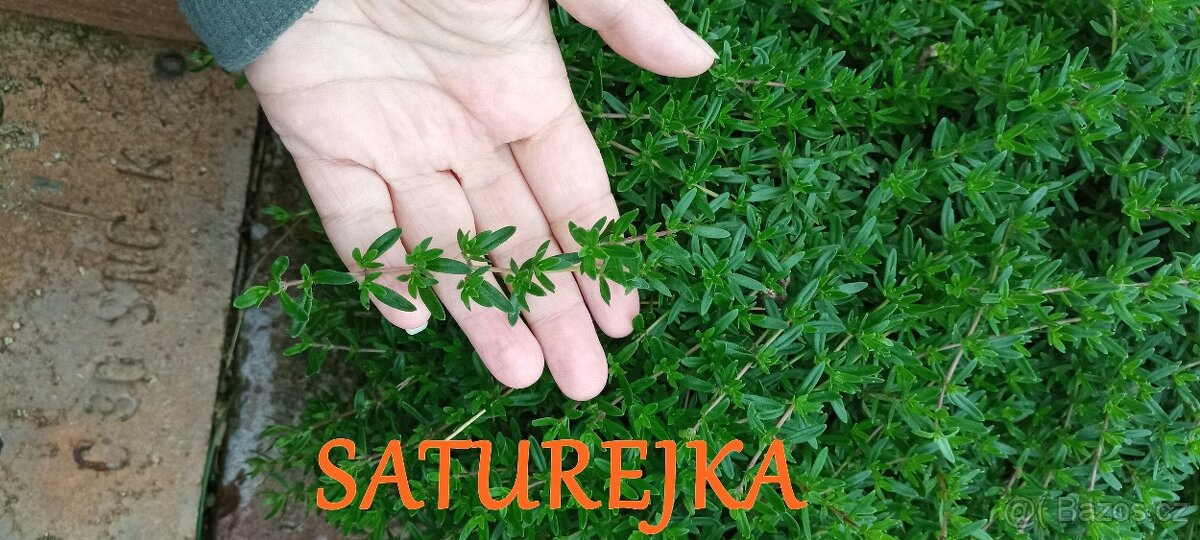semínka, zelenina, bylinky, koření, okrasné květiny a trávy - 12