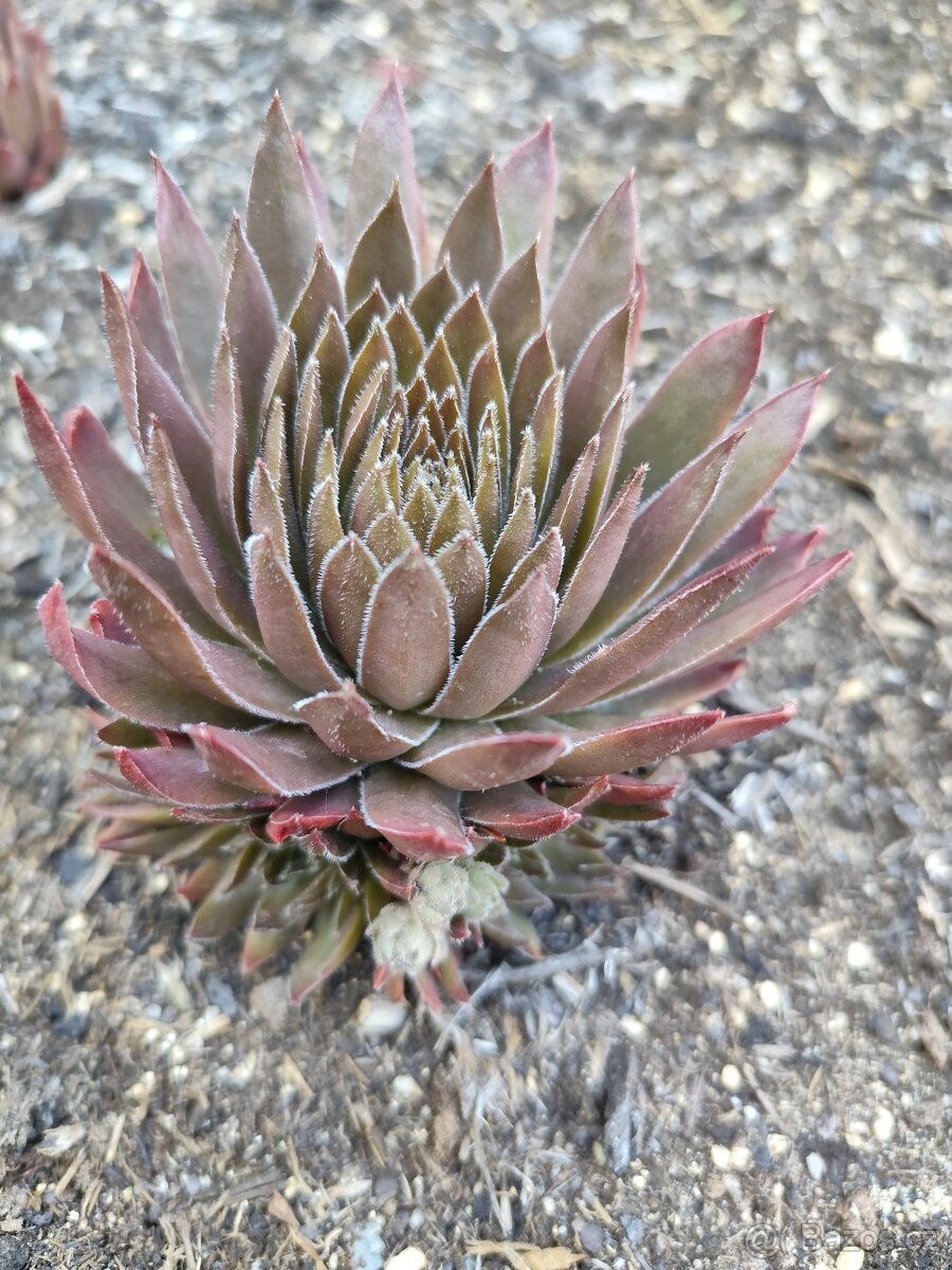 Prodám netřesky, okr. Znojmo - 12