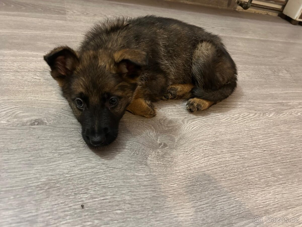 Německý ovčák - 12