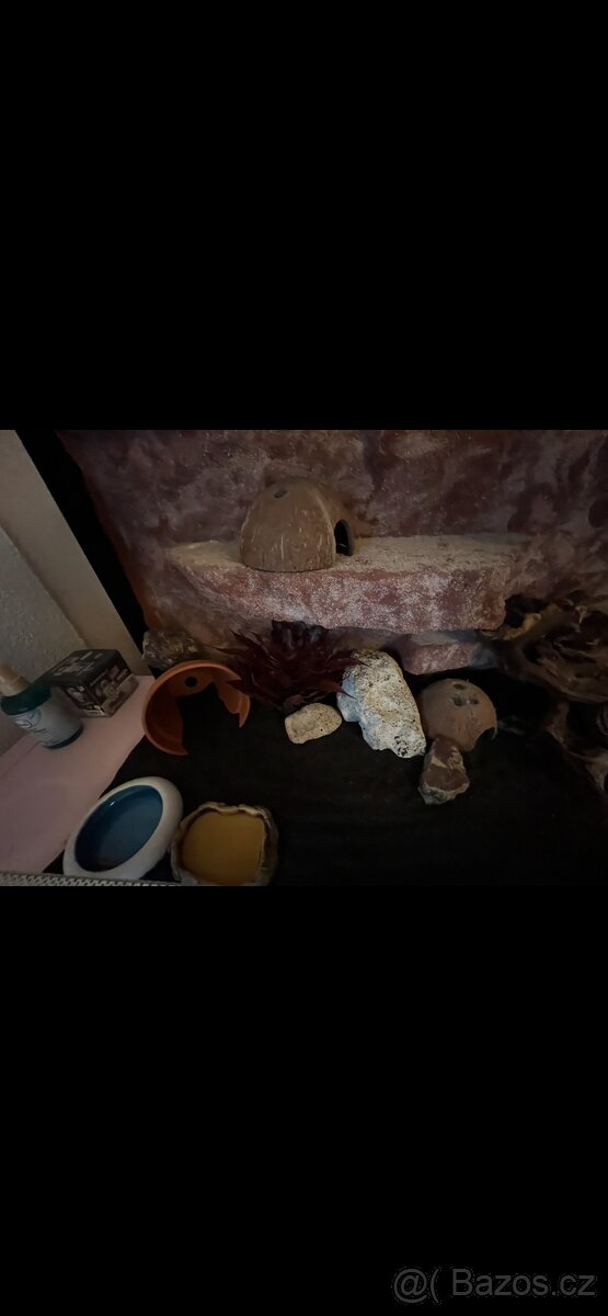 Terarium s gekoncikem - 12