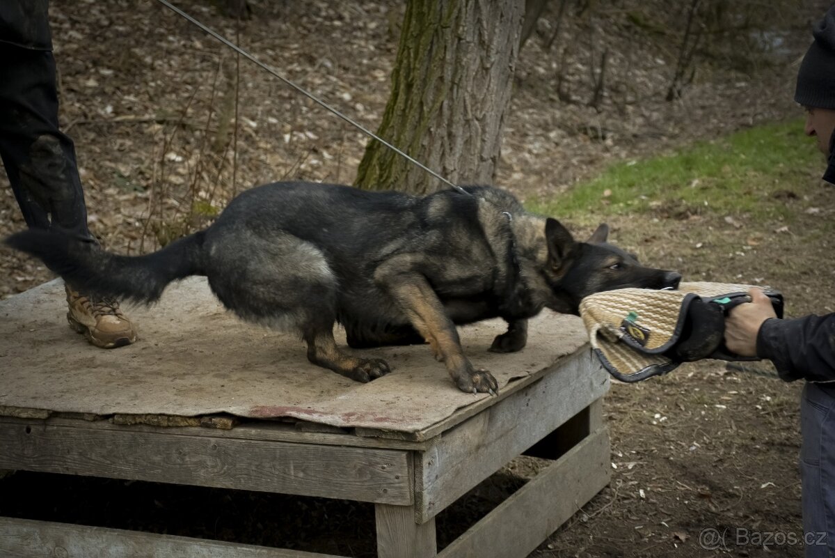 Německý ovčák sytě vlkošedý k odběru s PP - 12