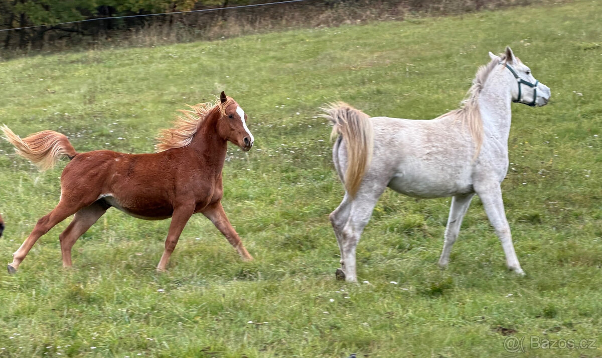 Nabízíme k prodeji arabské plnokrevníky - 12