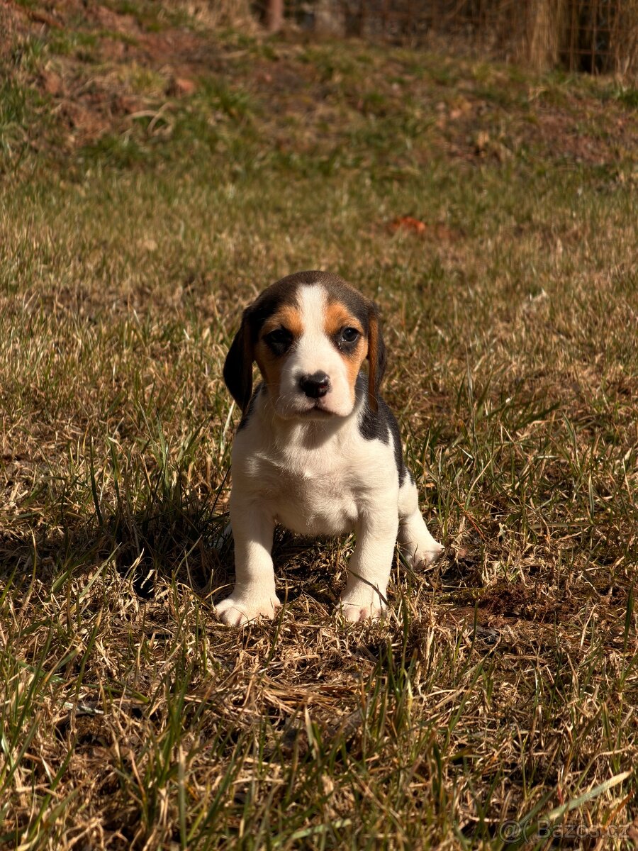 Bígl trikolor, štěňátko - 12