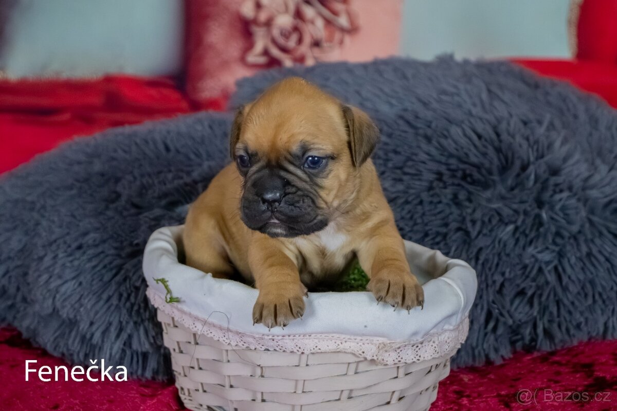 Štěňata francouzak + bordeaxska doga - 12