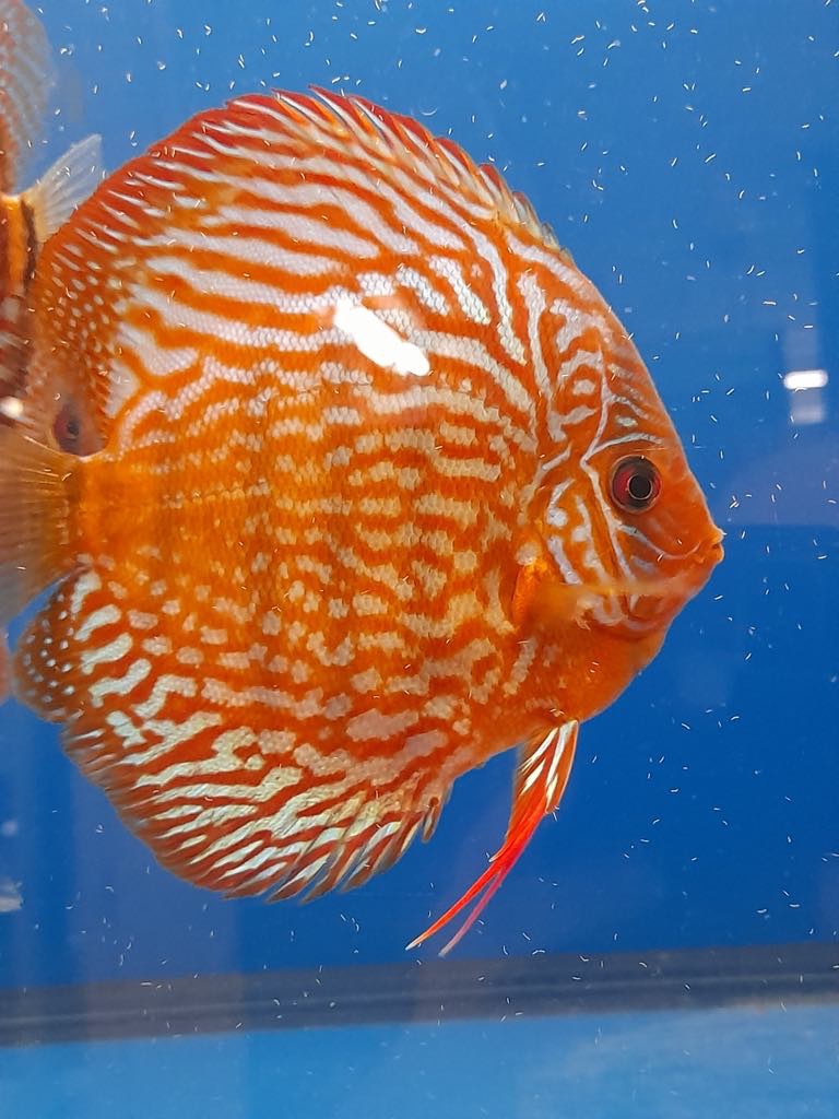 Discus-Terčovec - 12