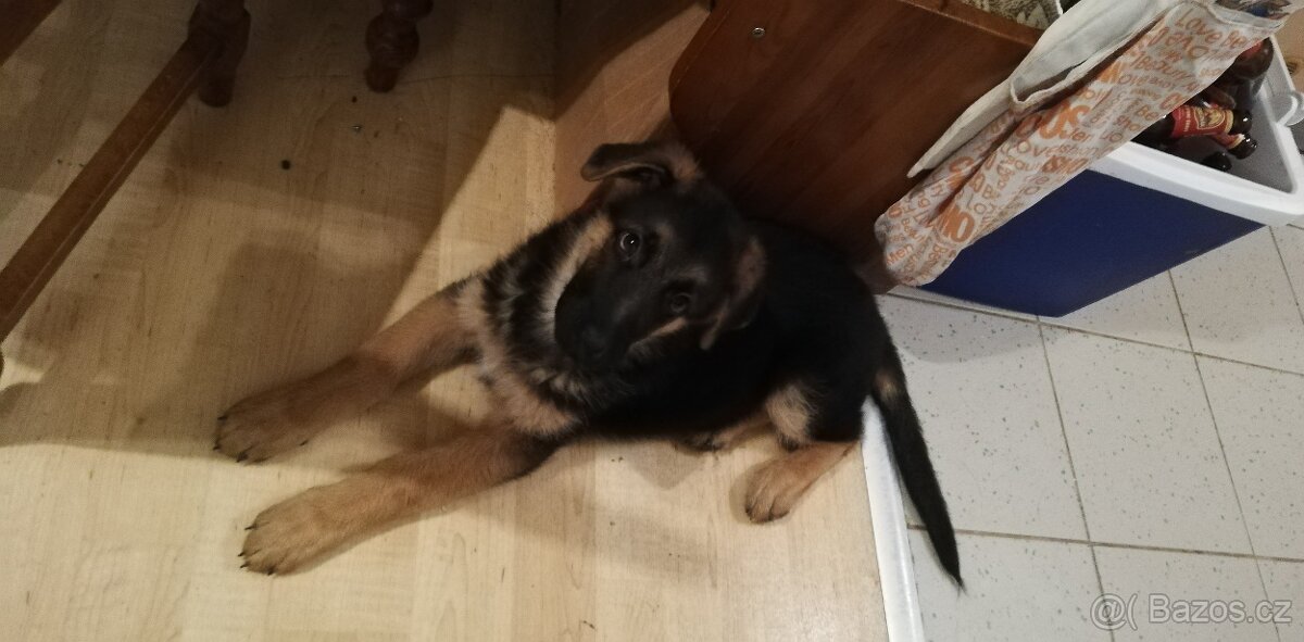 Nemecky ovčák typu Rex(štěňata) - 12