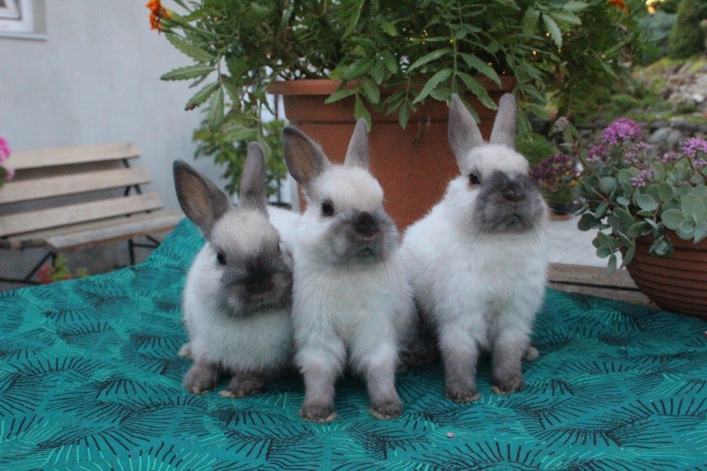 Zakrslý králík siamský žlutý s rodokmenem - 12