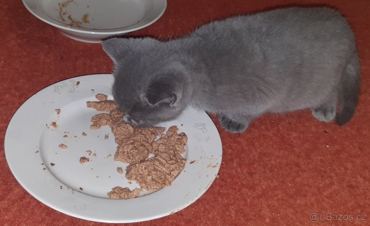 Britská koťata - 12