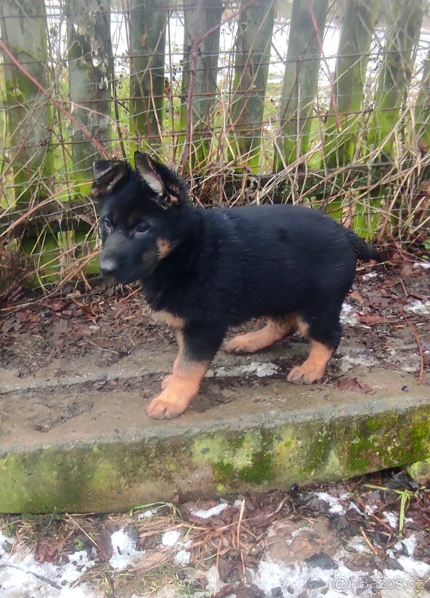 Německý ovčák - štěňata s PP - 12