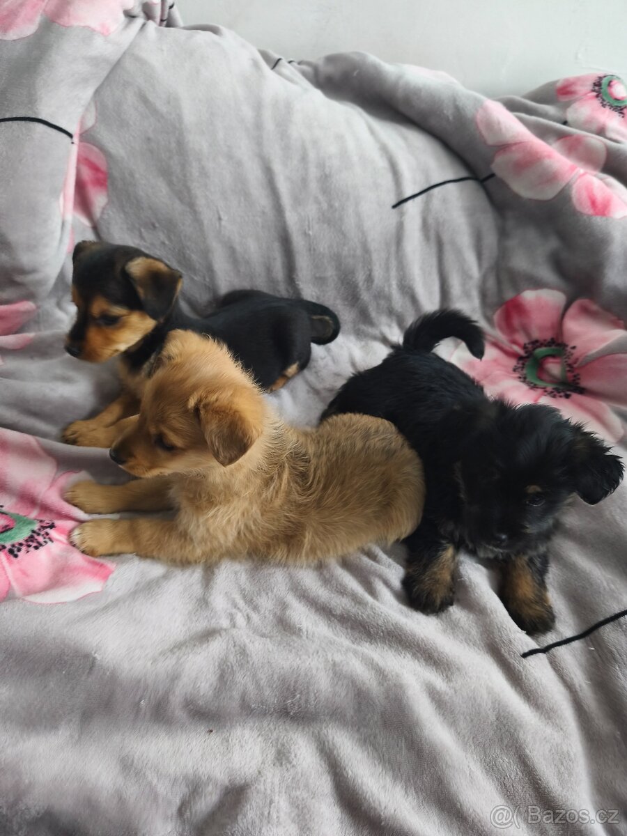 Jorkšírský teriér x pinč - 12