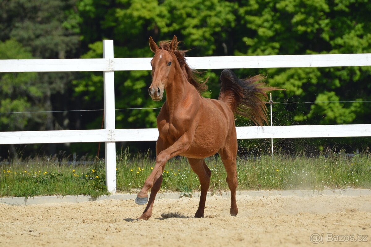 Sportovní klisna KWPN s TOP původem - 12