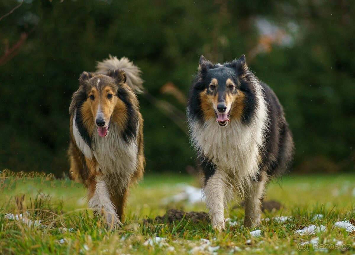 Štěně kolie hledá milující domov - 12
