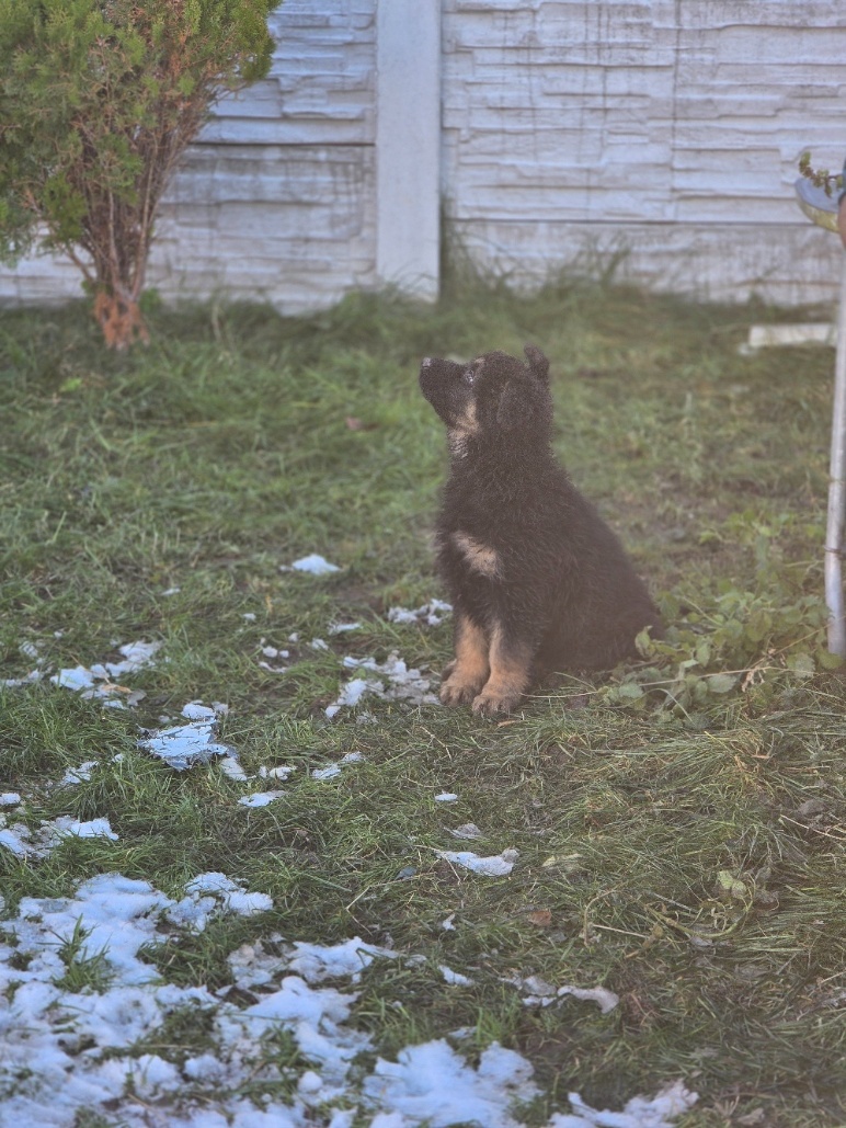 nemecký ovčak - 12