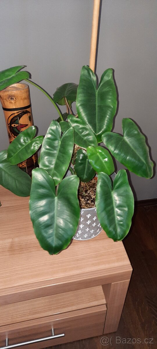 Sada rozkořeněných řízků - monstery, philodendrony, synga - 12