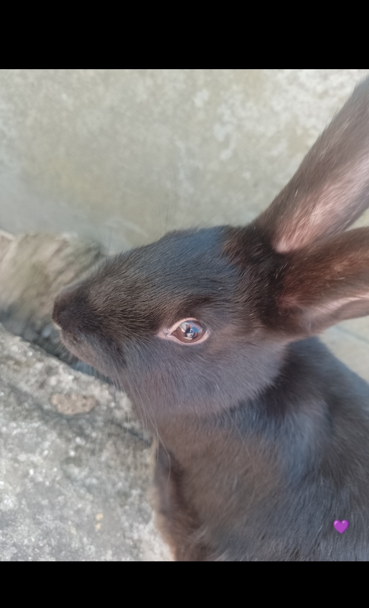 Mazlivý králíčci na prodej - 12