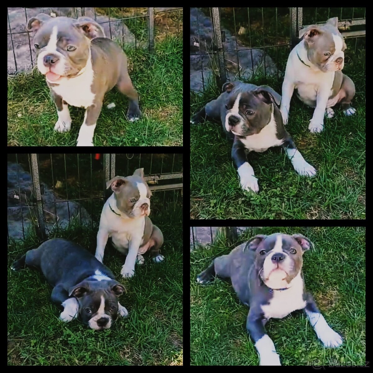 Bostonský teriér s PP - 12