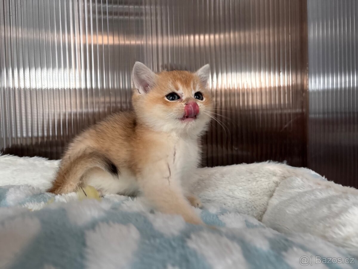 Luxusní zlata britská koťata s PP pro chov - 12