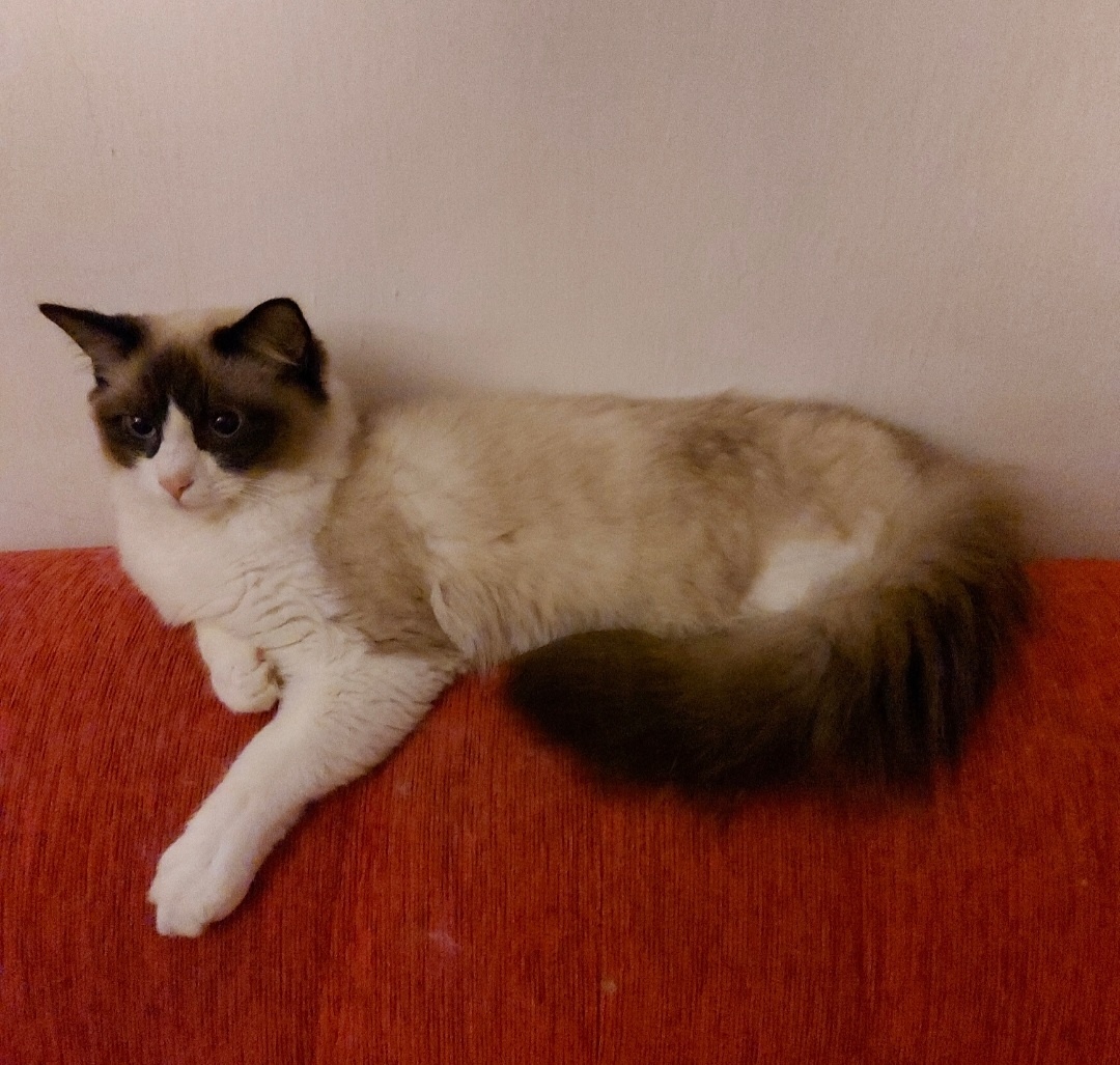 Ponukam ragdoll kocurov na krytie - 12