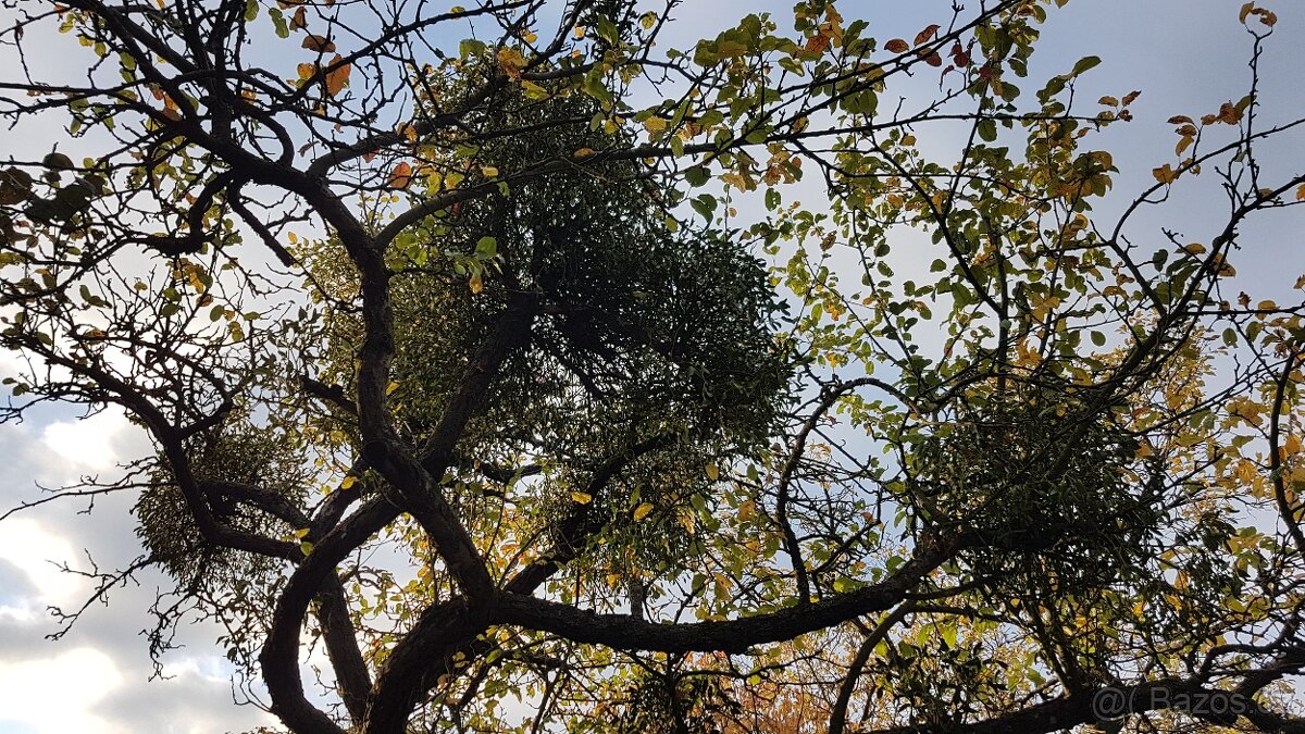 Prodám krásné jmelí na dekorace, do kytic apod. - 12