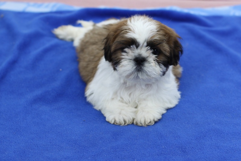 Shih-tzu, Shih tzu, si cu bez pp - 12