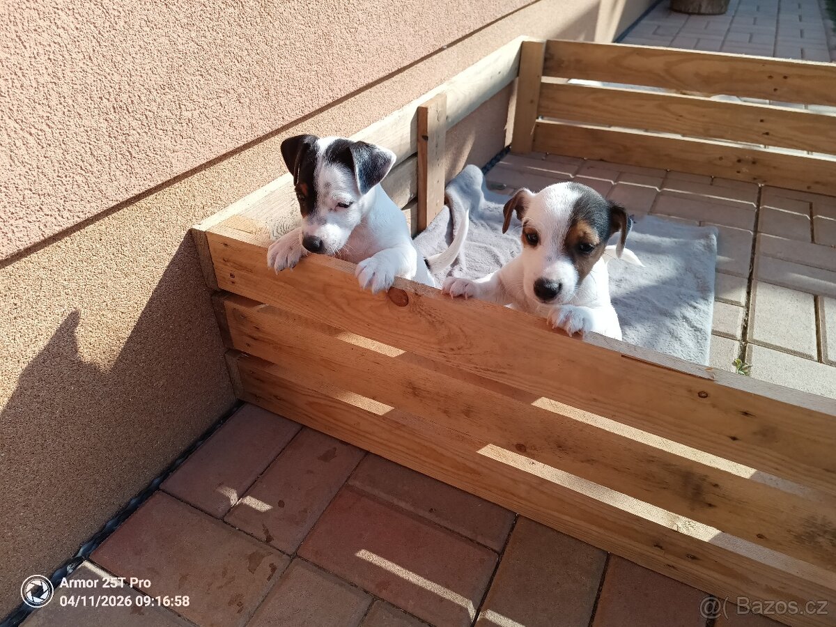štěňata - Jack Russell teriér - 12