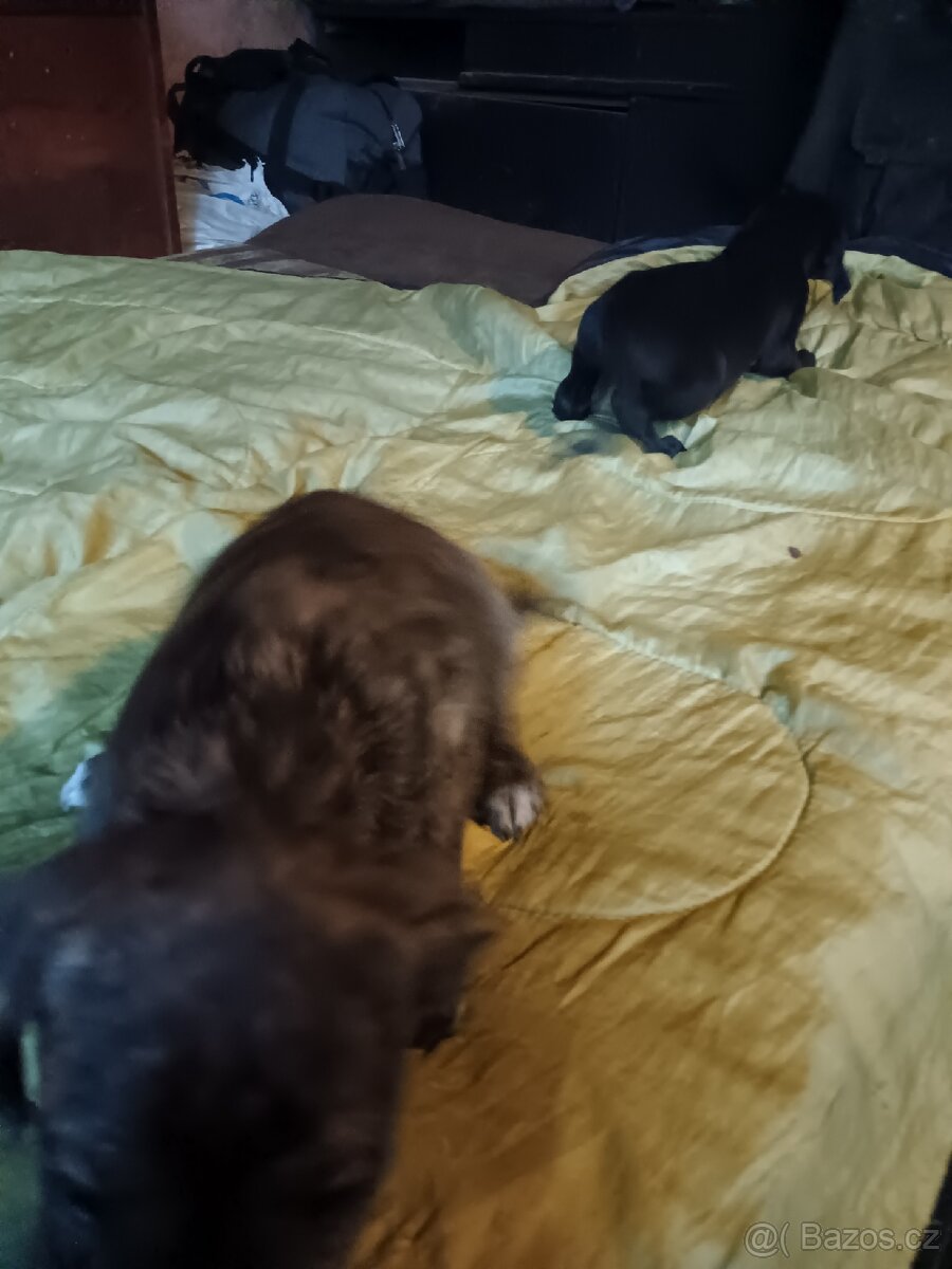 Štěňata - 12