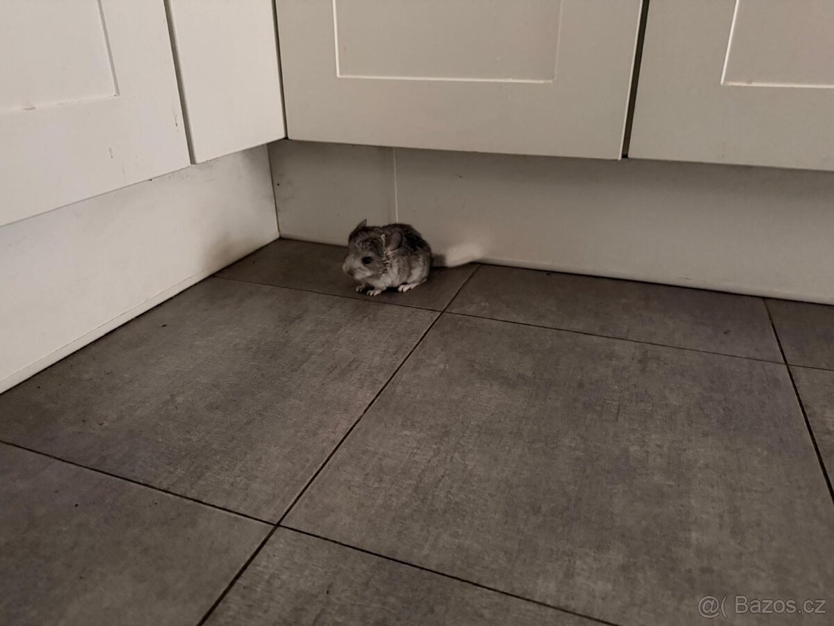 Činčila mládě samičky - 12