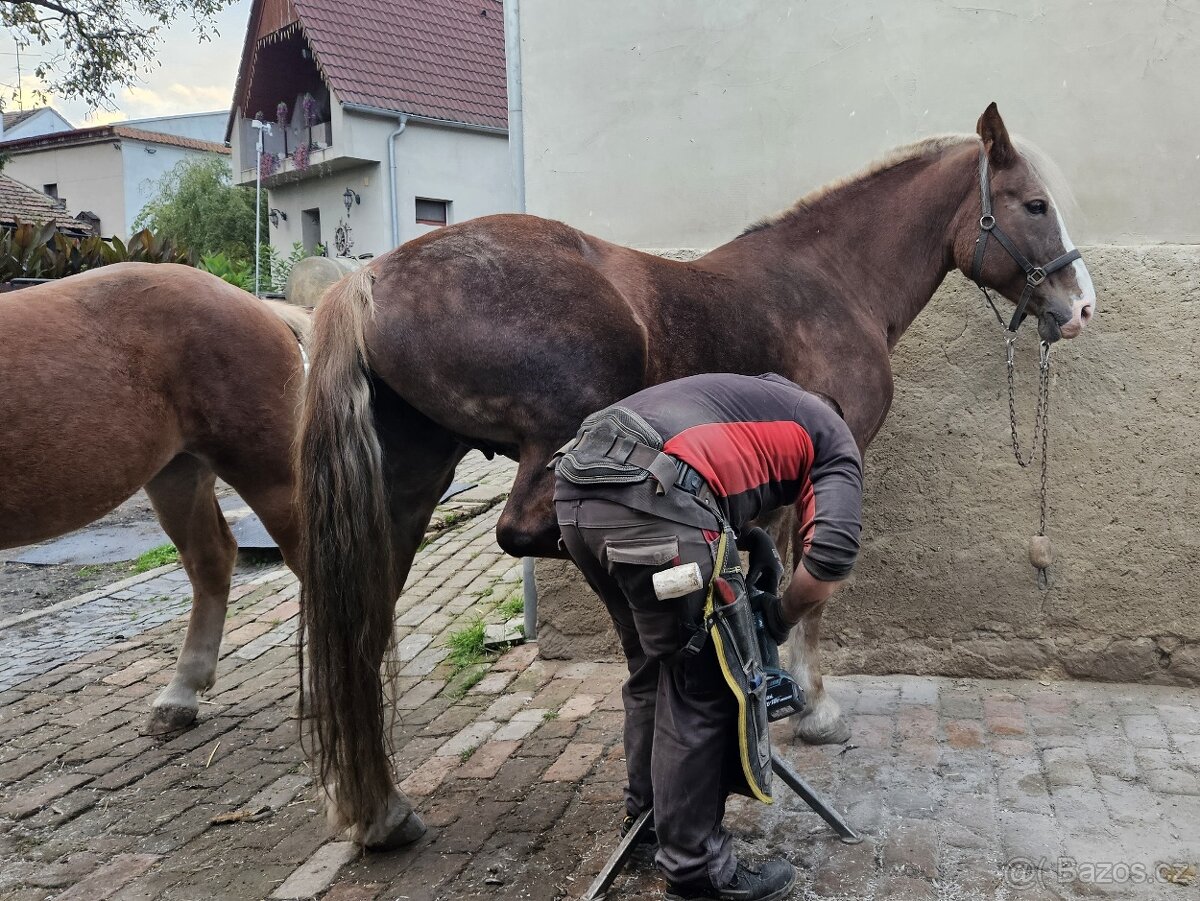 Klisna ČMB Láva - prodám - 12
